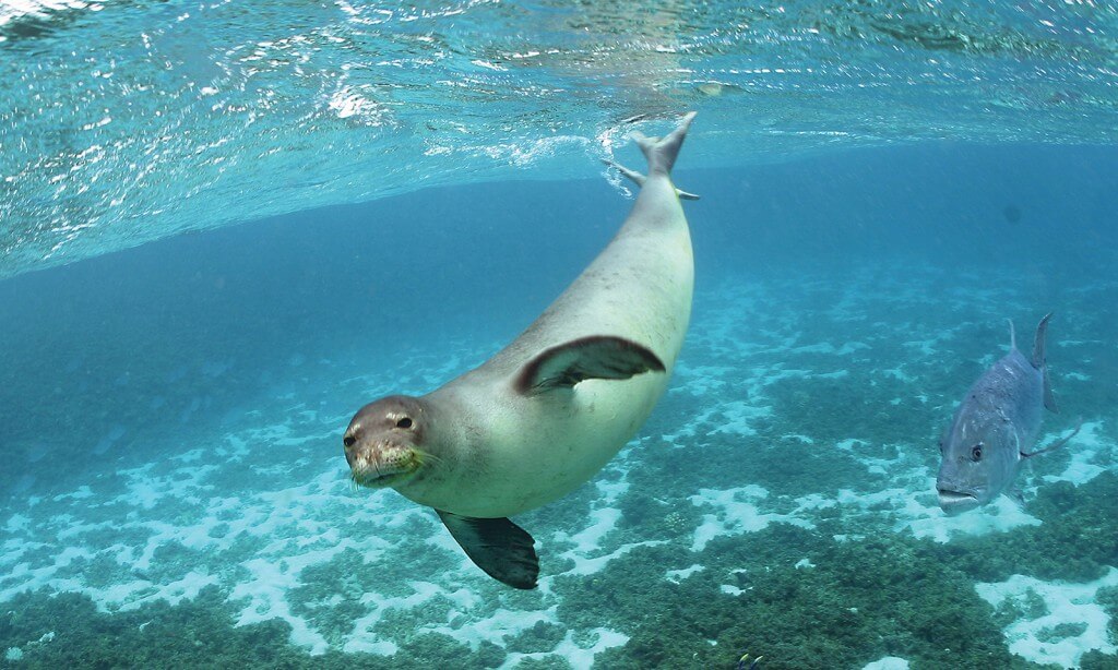 Hawaiian monk seal swimming underwater.