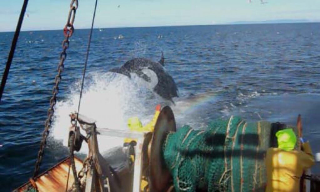 Orca leaping near commercial trawler stern