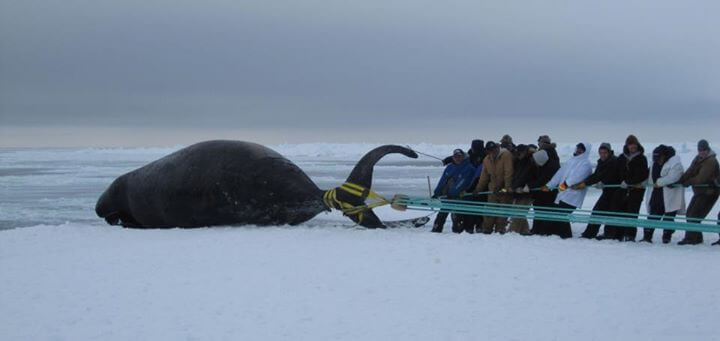 Alaska Natives use a towline to haul a bowhead whale carcass onto ice image