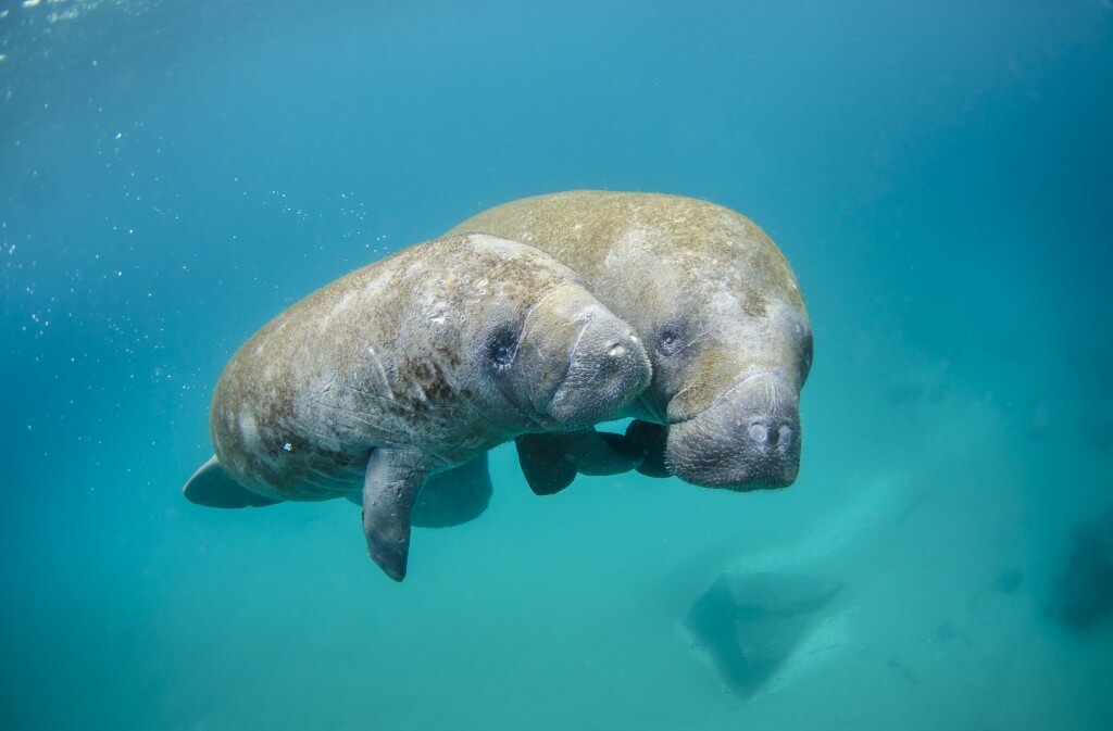 Mother manatee and calf image