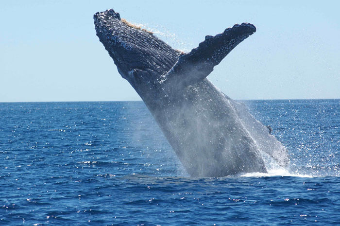 Humpbacks breaching