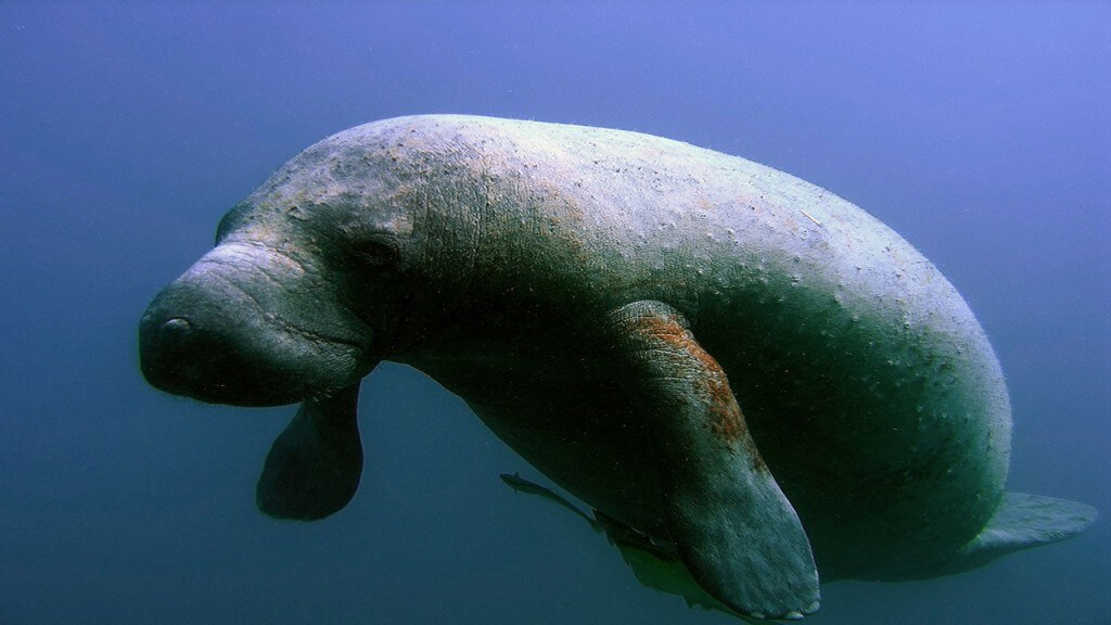 Florida manatee