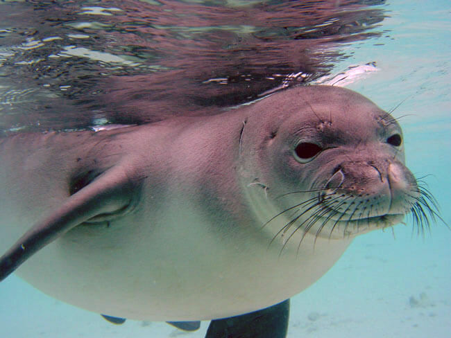 Hawaiian monk seal swimming offshore