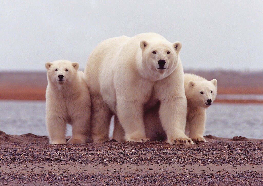 Beaufort Sea coast in Arctic National Wildlife Refuge