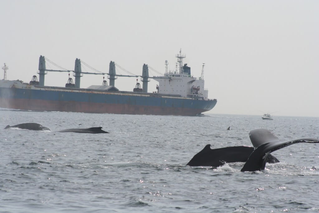 Whales swimming near cargo ship.