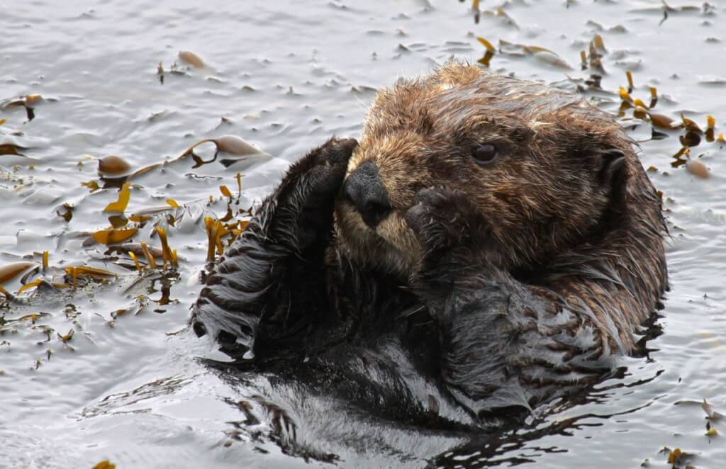 Southern sea otter resting in a small patch of kelp.