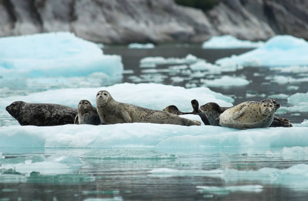 Harbor seals on ice