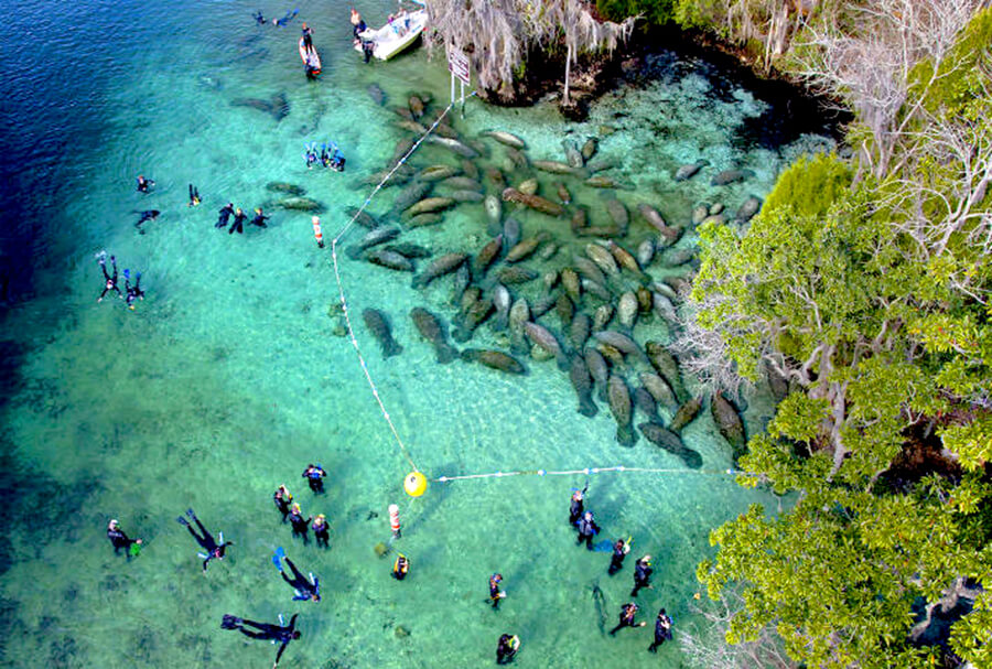 Humans and manatees in close proximity image