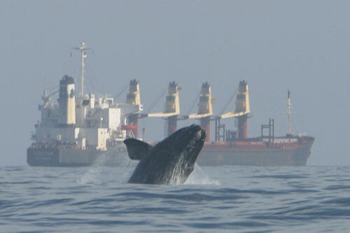 Image of right whale and cargo ship in background.