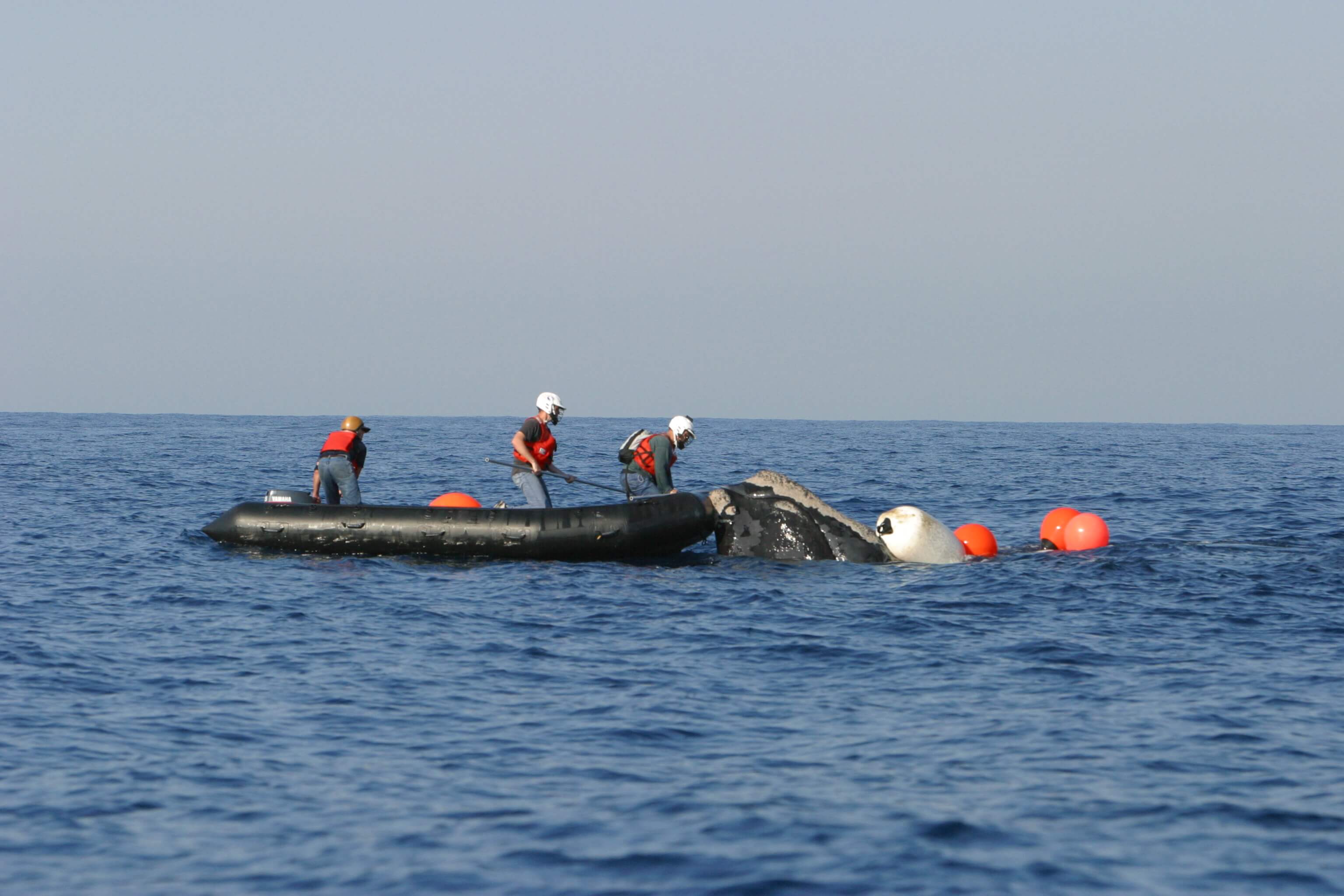 NOAA scientists and partners attempt to disentangle endangered right whale image