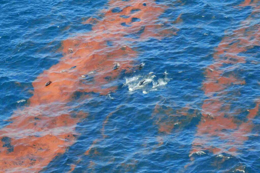 Dolphins swimming in oiled waters in Gulf of Mexico image