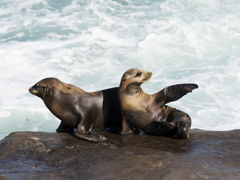 sea lions