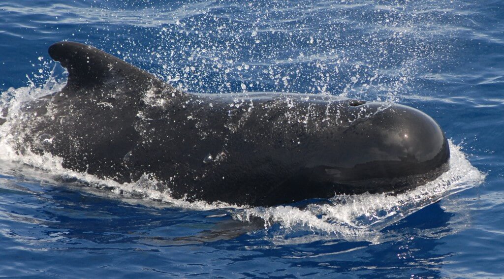 Pilot whale