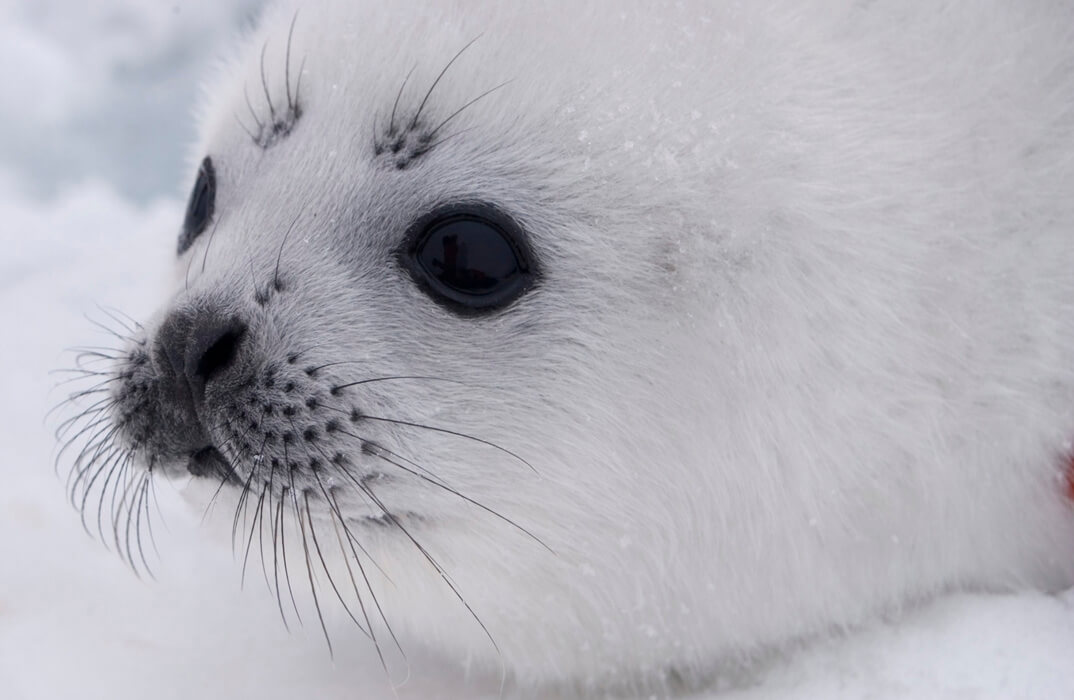 Ribbon seal pup image