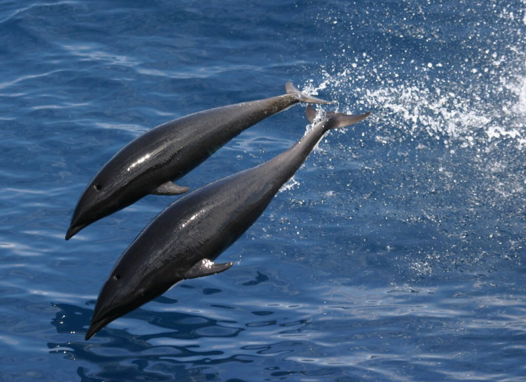 Northern right whale dolphins leaping out of water.