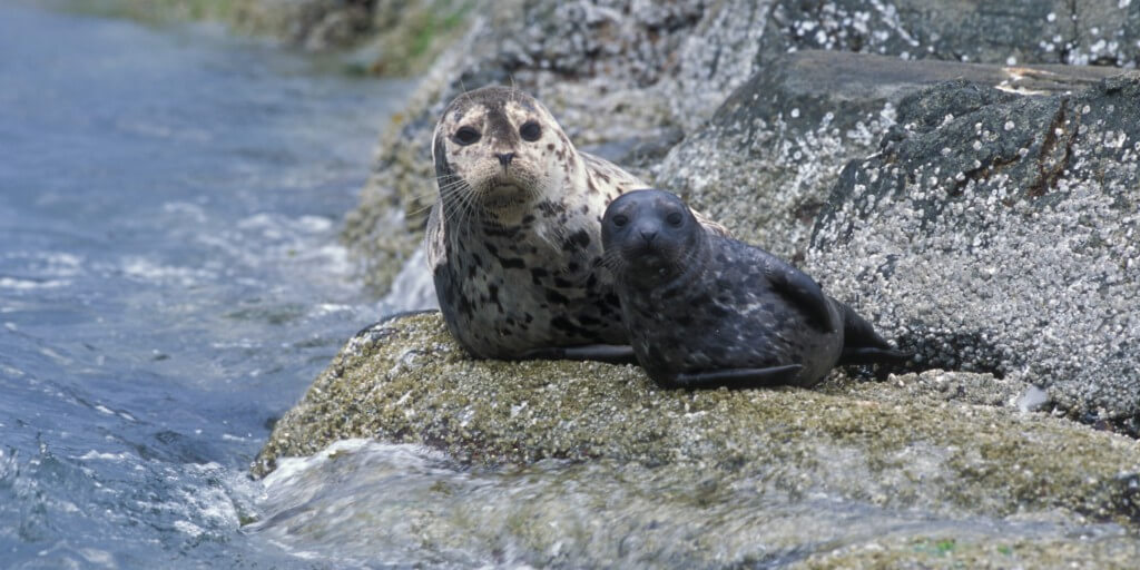 Harbor seal and pup image.