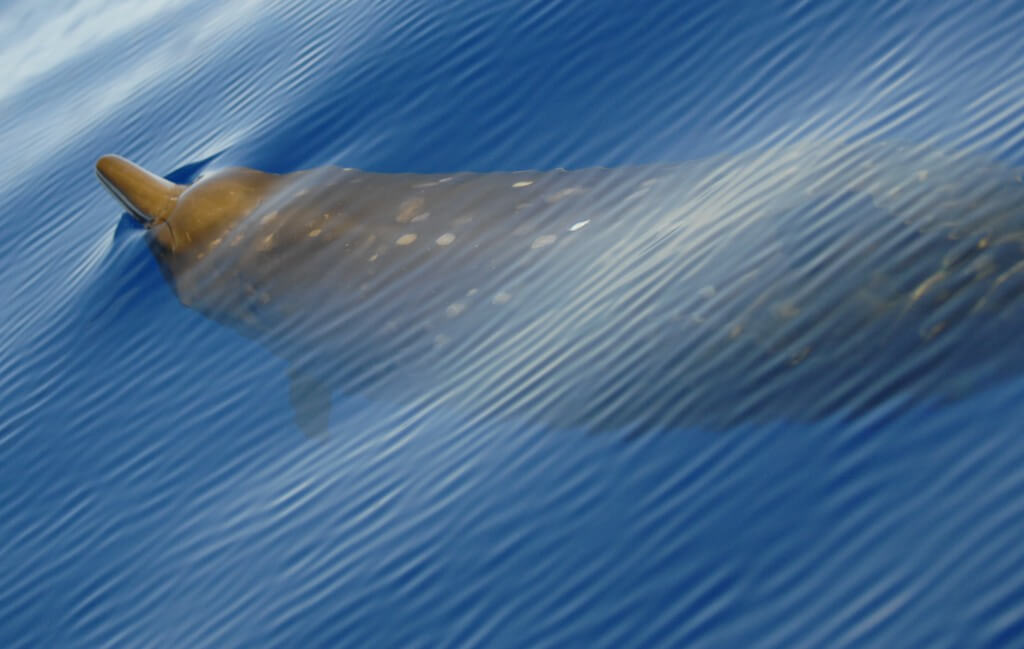 Image of beaked whale