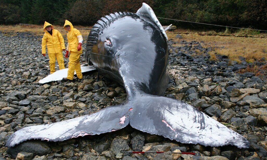 Veterinarians Rachel Berngartt and Kate Savage volunteer with NMFS' Alaska Marine Mammal Stranding Network during the necropsy of a humpback whale calf. Alaska, Peril Strait, Baranof Island. 2005 October 18