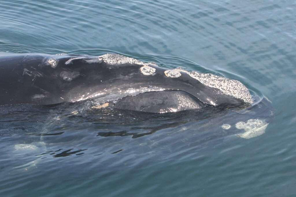 Image of North Atlantic right whale.