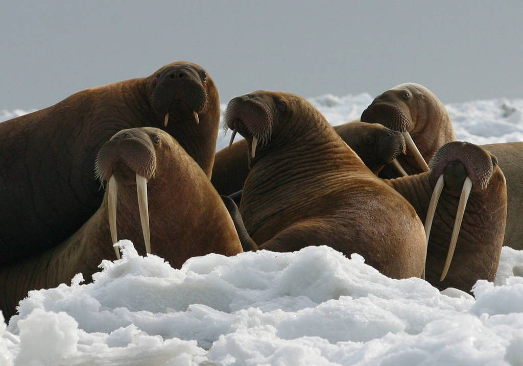 As sea ice thins and retreats farther north, walrus, which rely on sea ice to rest on between foraging bouts, and polar bears, which need sea ice to hunt seals, will either be displaced from essential feeding areas or forced to expend additional energy swimming to land-based haul-outs