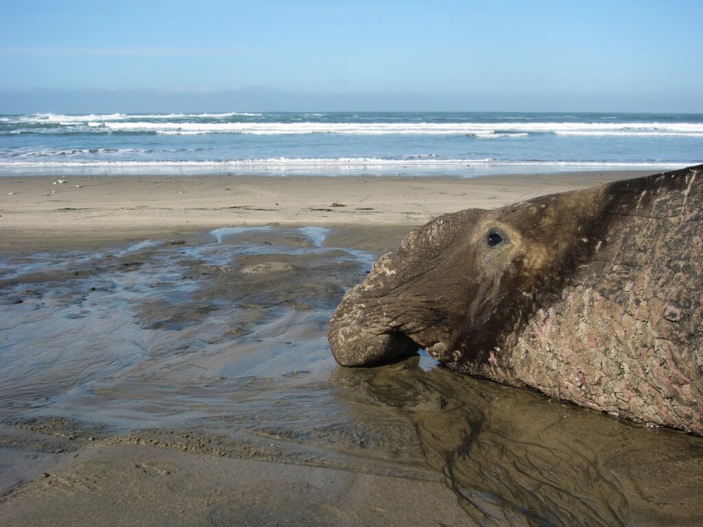 Adult male northern elephant seal considers his future feeding opportunities in the north pacific ocean.