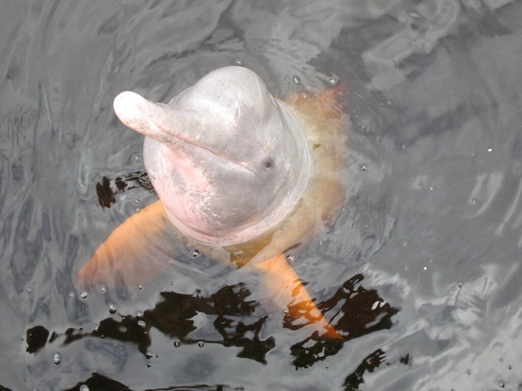 amazon river dolphin