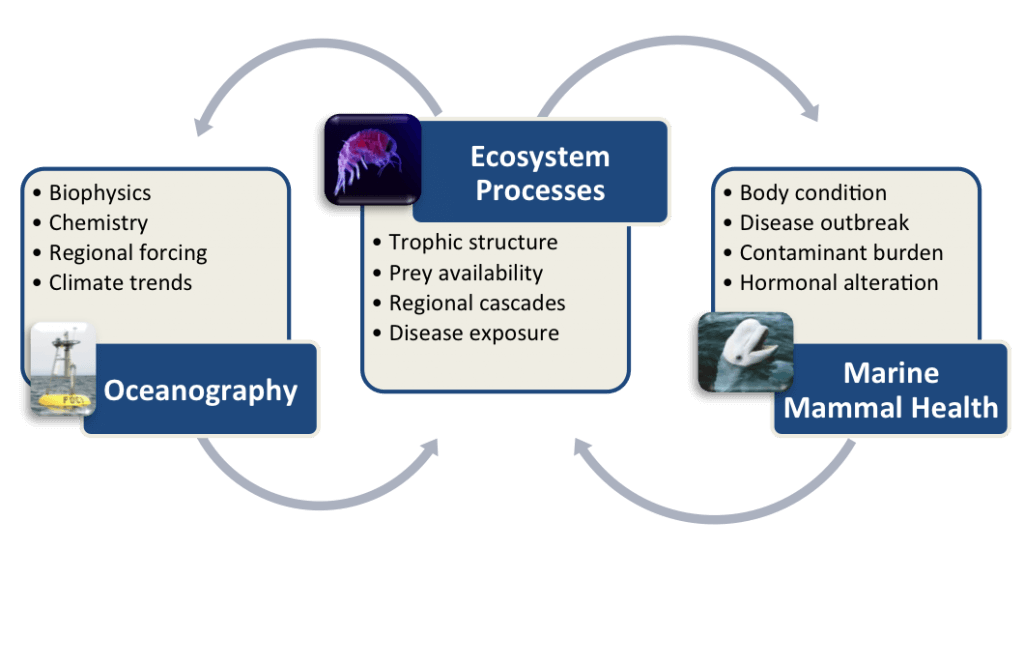 Conceptual diagram of Marine Mammal Health MAP framework showing links and feedbacks among research and observations focused on oceanography, ecosystem processes, and marine mammal health.