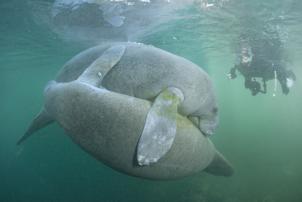 Manatees in Crystal River, Florida (Guillaume Bauch)