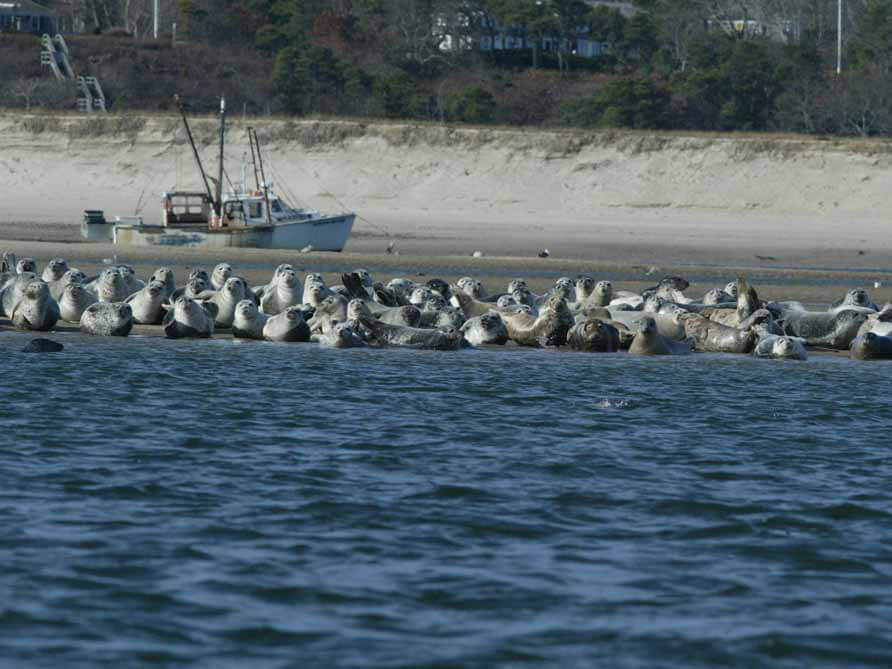harbor+gray seals noaa fisheries