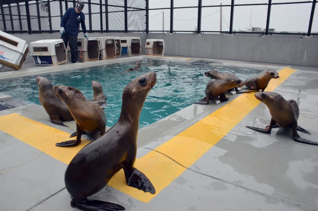 Image of California sea lions in pool.