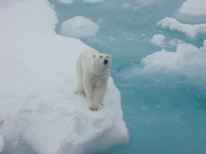Image of polar bear on ice float.