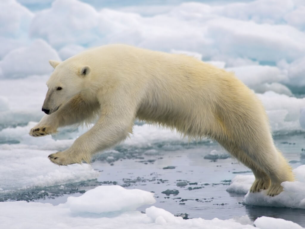 Image of polar bear jumping between floating ice.