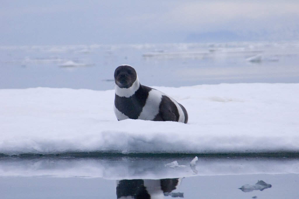 Image of ribbon seal hauled out on the ice.