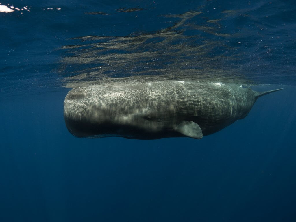 Sperm whale