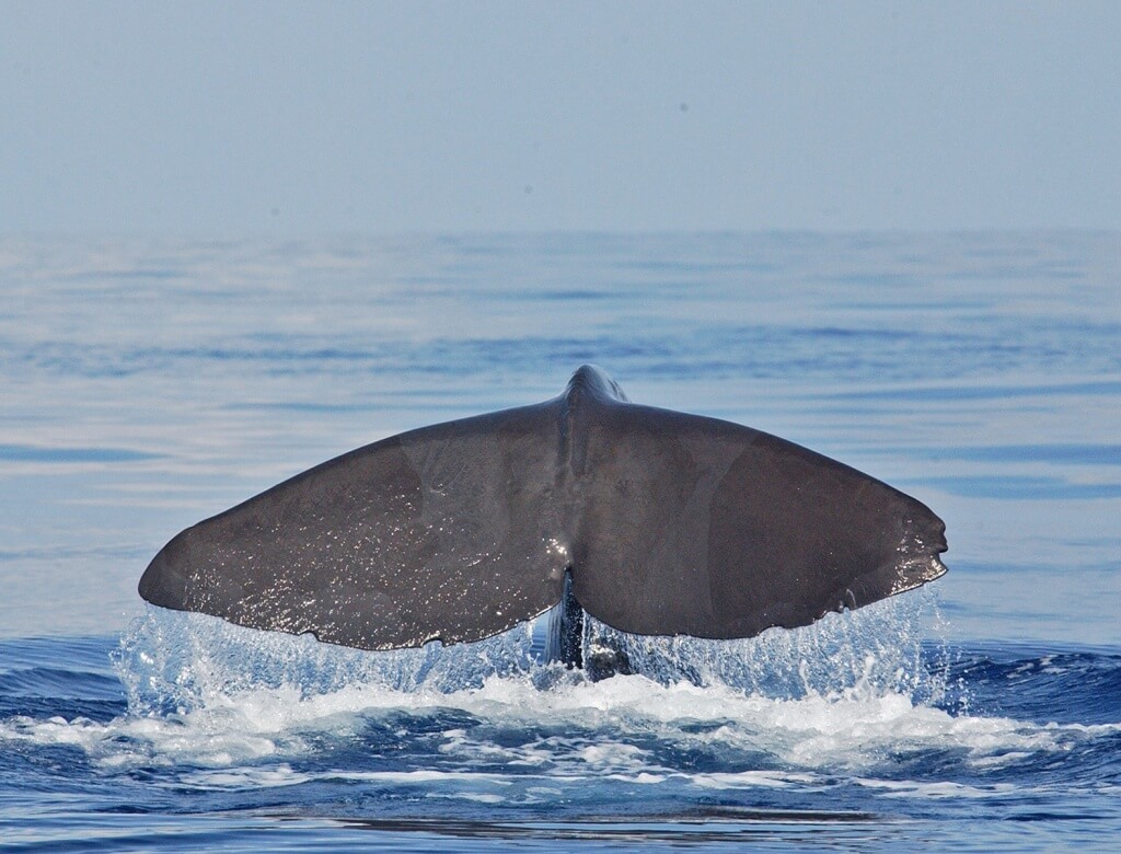 Sperm whale