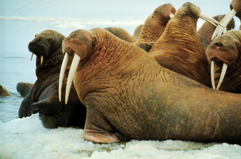 Walruses spend significant amounts of their lives on the sea-ice. (Alaska Department of Fish and Game)