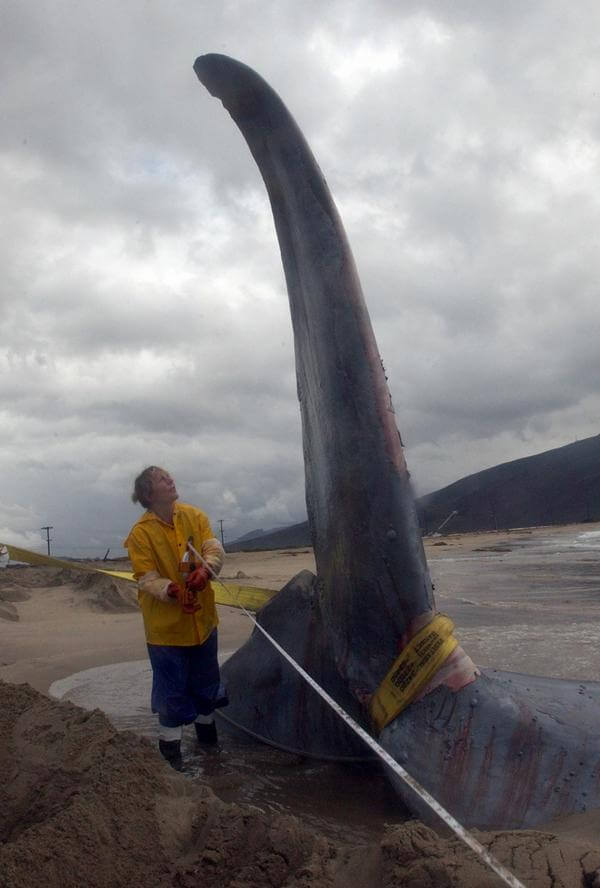 Image of scientist measuring a whale tail.