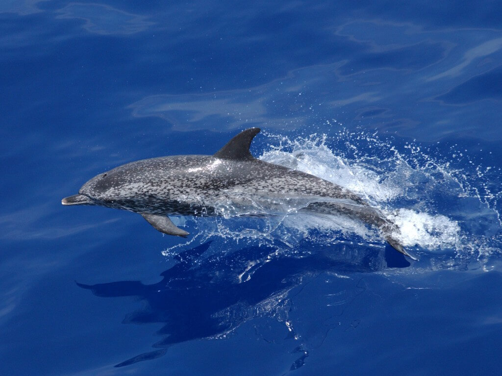 Atlantic spotted dolphin. 