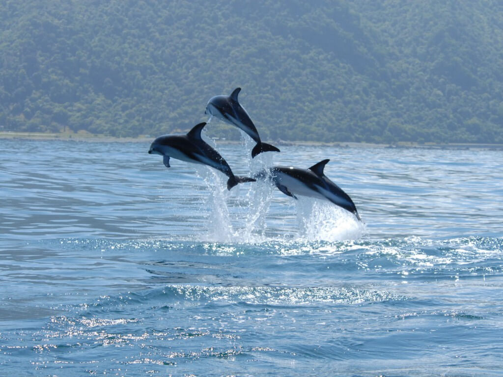 Dusky dolphins leaping out of water.