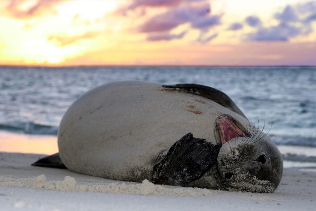 Image of young monk seal laying on beach.