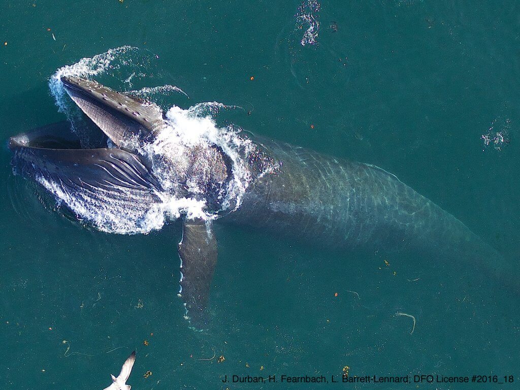 Humpback whale lunge-feeding