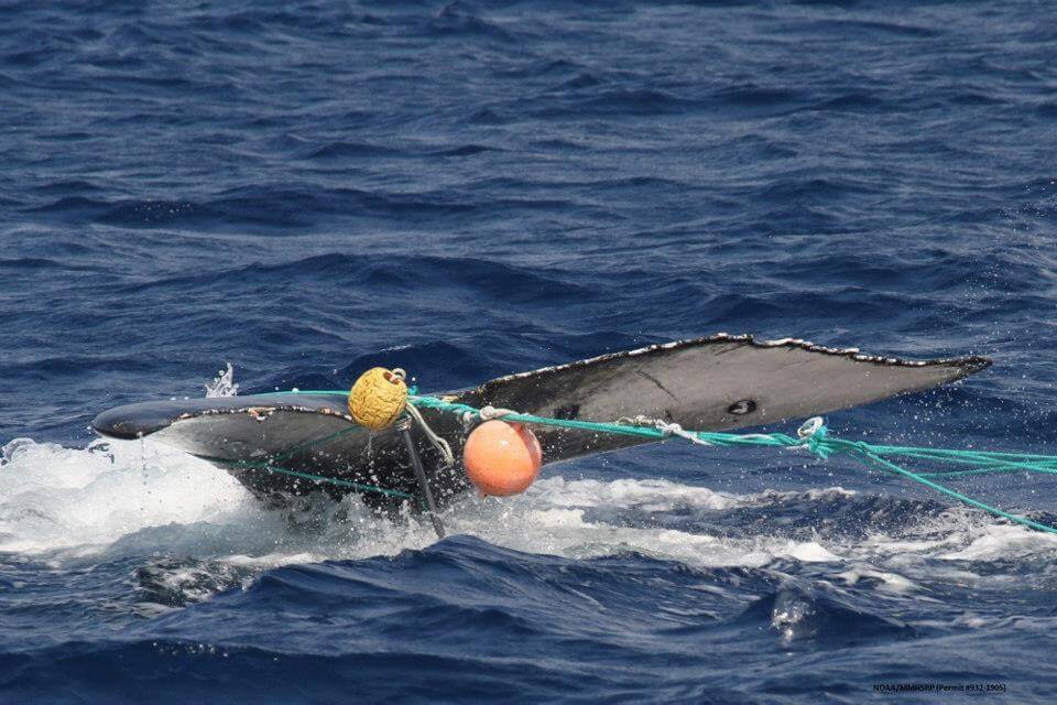 A humpback whale entangled in fishing gear image
