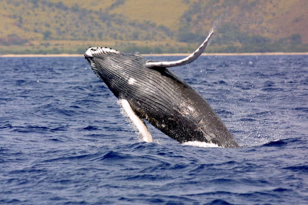 Image of humpback whale.