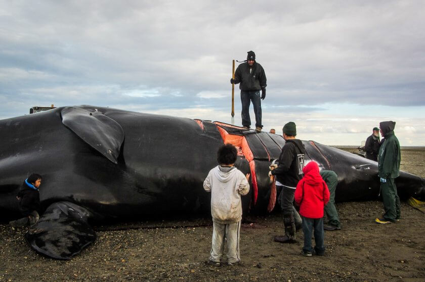 Kaktovik residents begin butchering a 44' Bowhead whale on September 5, 2012 image