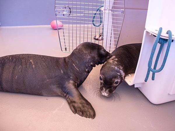 Juvenile monk seal pups image