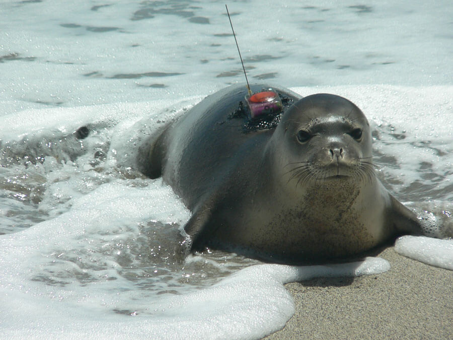 Hawaiian monk seal on beach with satellite tag.