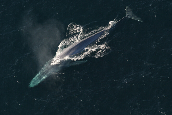 Aerial image of blue whale.