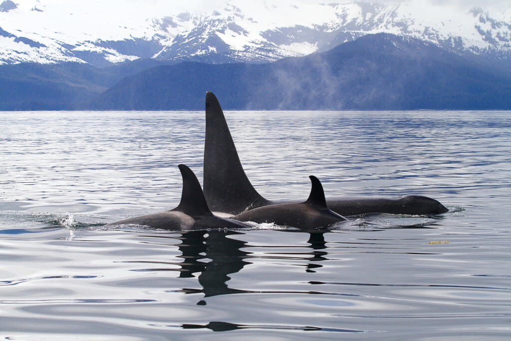 Killer whales swimming with mountains in the background.