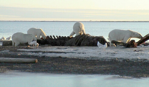 Image of polar bears feeding on "bone pile".