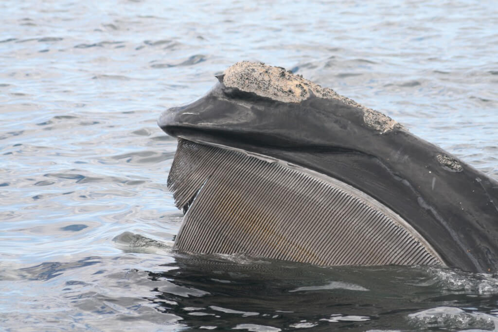 North Atlantic right whale image
